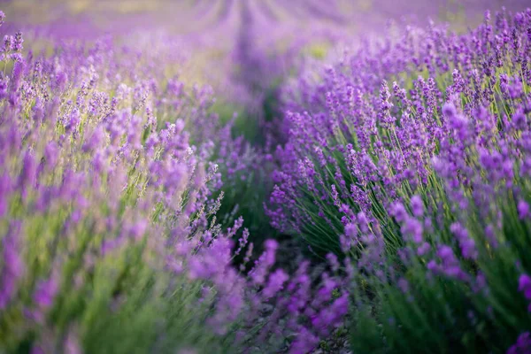 Lavendelfeld Einem Sonnigen Tag Lavendelsträucher Reihen Violette Stimmung — Stockfoto