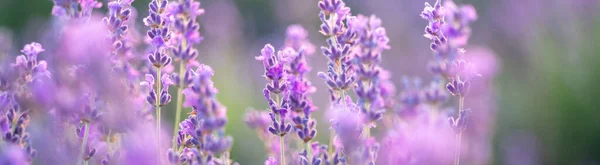 Banner Lavendelfeld Einem Sonnigen Tag Lavendelsträucher Reihen Lila Stimmung — Stockfoto