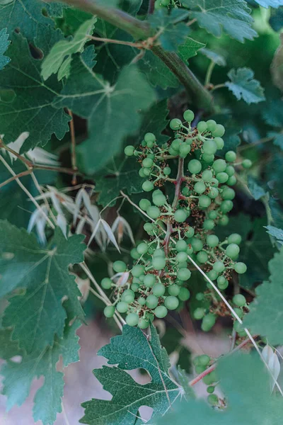 Uvas Verdes Jóvenes Viñedos Principios Verano Primeros Planos Uvas Que — Foto de Stock