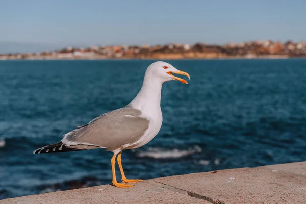 Güneşli Bir Günde Deniz Kıyısının Arka Planında Taş Bir Rıhtımda — Stok fotoğraf