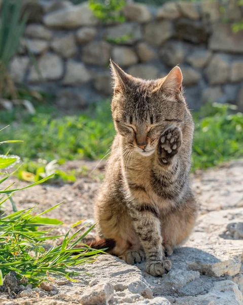 Stray Cat Washing Himself Background Stone Fence Sitting Lawn Green — Stock Photo, Image