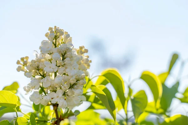 Gałąź Kwitnących Bzu Tle Błękitnego Nieba Kwiaty Lilii Bliska Wiosna — Zdjęcie stockowe