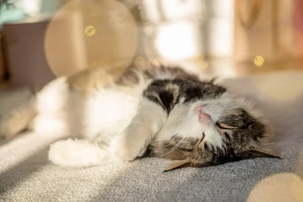 Śmieszne Kot Drzemie Słońcu Koncepcja Spokoju Przytulności — Zdjęcie stockowe