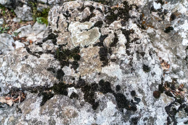 Lichen Sur Une Pierre Plate Forme Une Texture Contrastée Concept — Photo