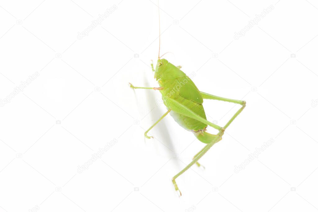 Leaf Insect on White Background.