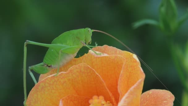 Blatt Insekt Auf Natur Hintergrund — Stockvideo