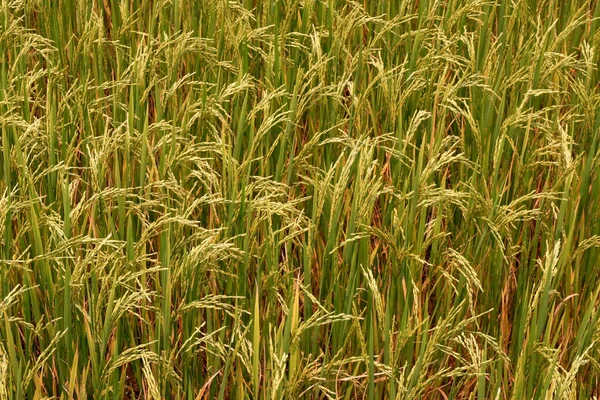 Рисовый Узор Рисовом Поле Таиланде — стоковое фото