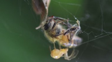 Web Örümceği ve Arı mağduru doğada.