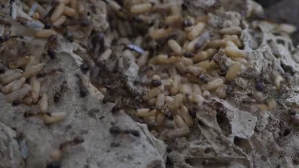 自然を背景に巣に卵を持つアリ — ストック動画