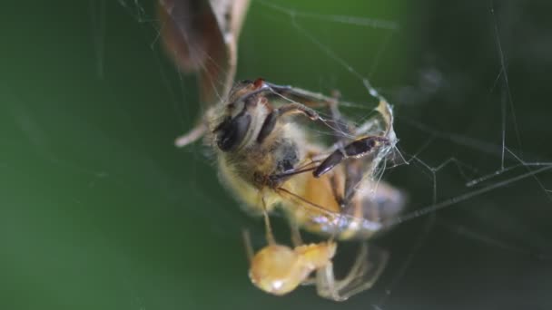 Web Spider Med Bee Offer Naturen Bakgrund — Stockvideo