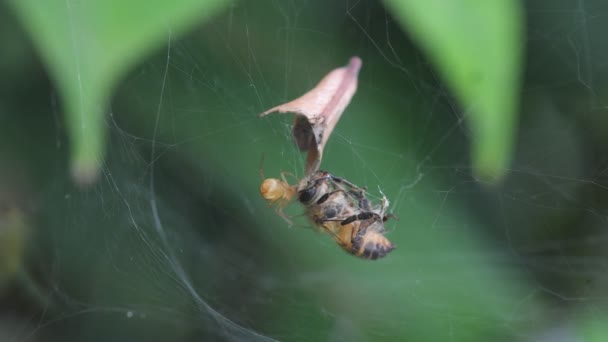 Web Spider Met Bijen Slachtoffer Natuur Achtergrond — Stockvideo