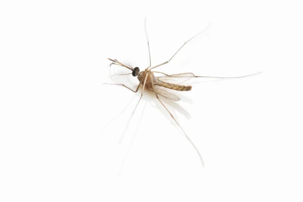 Mosquito Morto Fundo Branco — Fotografia de Stock