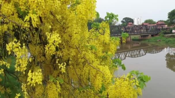 Aerial View Κίτρινα Λουλούδια Και Παλιά Σιδερένια Γέφυρα Ιστορία Θέση — Αρχείο Βίντεο