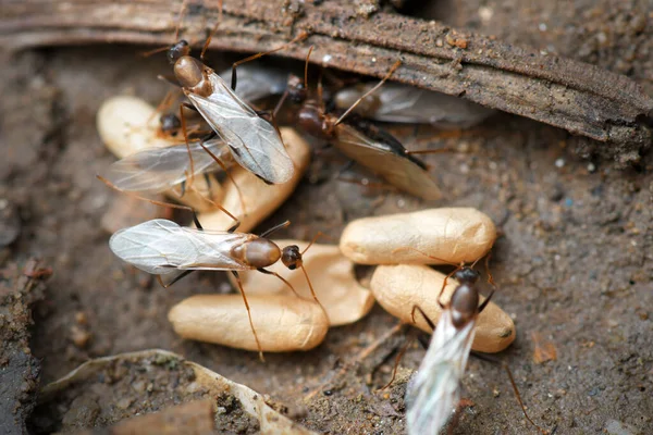 Formigas Negras Com Ovos Pupa Ninho Fundo Natureza — Fotografia de Stock