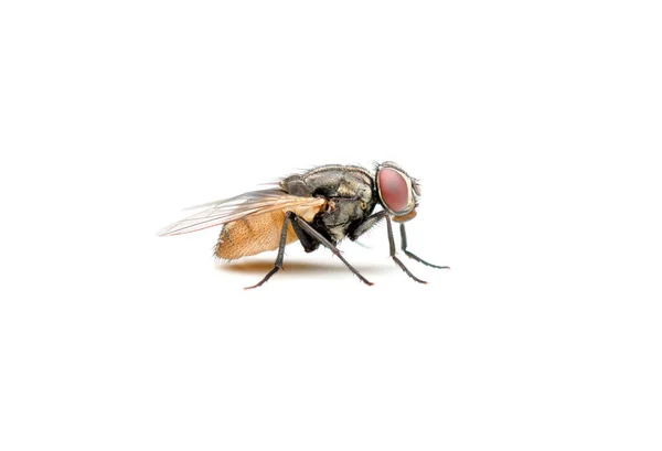 Housefly Sfondo Bianco Nel Sud Est Asiatico — Foto Stock