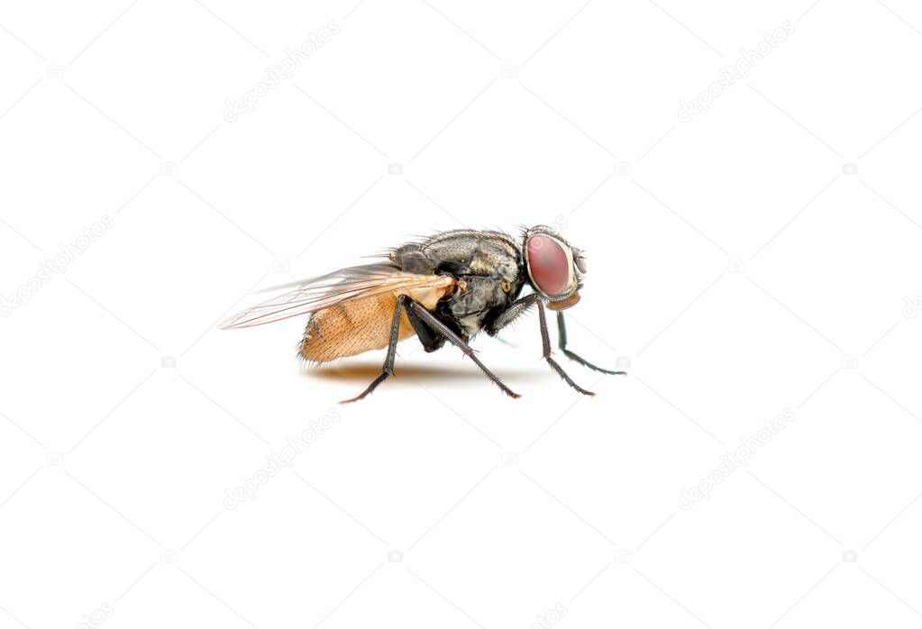 The Housefly on White background in Southeast Asia.