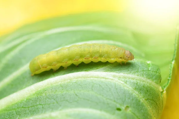 Kohlwurm Oder Raupe Auf Gemüsepflanzen — Stockfoto