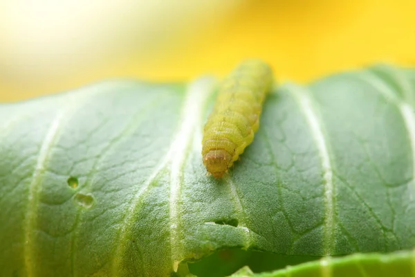 Kohlwurm Oder Raupe Auf Gemüsepflanzen — Stockfoto