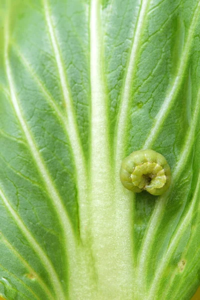 Sebze Bitkilerinde Lahana Solucanı Veya Tırtıl — Stok fotoğraf