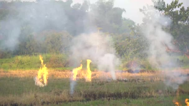 Brûler la paille après la récolte dans la rizière . 