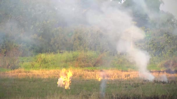 Brûler la paille après la récolte dans la rizière . 