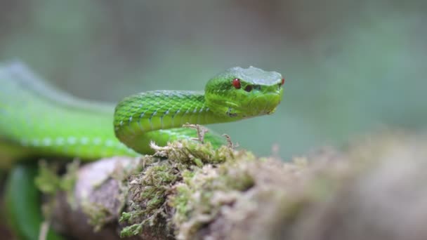 Grüne Pit Viper Gefährliche Schlange Thailand Und Südostasien — Stockvideo