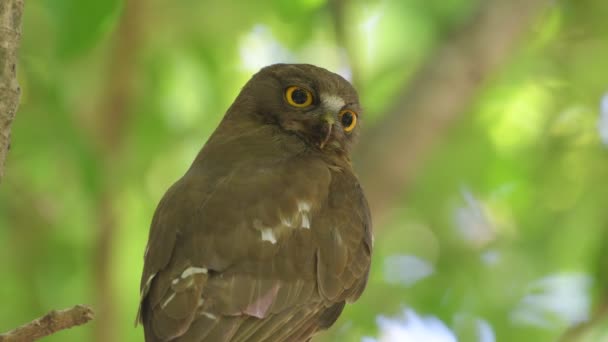 Brown Boobook Uggla Fågel Thailand Och Sydostasien — Stockvideo