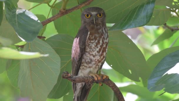 Brown Boobook Owl Bird Thailand Southeast Asia — стокове відео