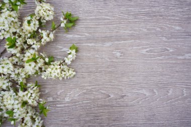 Yazı için boş alanı olan açık ahşap bir arkaplan kiraz çiçekleriyle süslenmiştir.