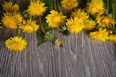 Hafif ahşap zemin, karahindiba ve yazıt için boş alan.