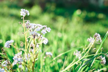Açık havada, doğanın narin, yumuşak arka planında küçük mavi çiçekler. Bahar-yaz çiçekli arka plan. Hafif ve narin sanatsal görüntü.