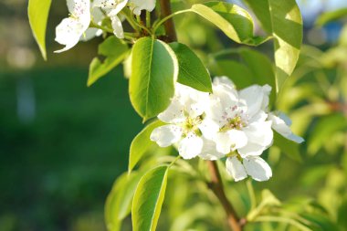Çiçek açan elma ağacı. Bahar ağaçları. Armut dibine düşermiş.