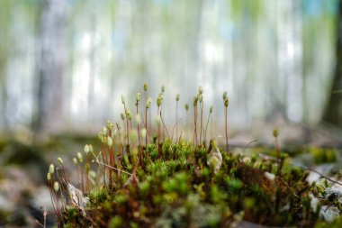 Doğada alışılmadık bir yosun, yakın plan, gizemli orman manzarası. - Evet. Duvar kağıdı için güzel yosun arkaplanı
