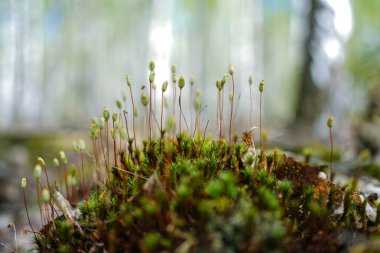Doğada alışılmadık bir yosun, yakın plan, gizemli orman manzarası. - Evet. Duvar kağıdı için güzel yosun arkaplanı
