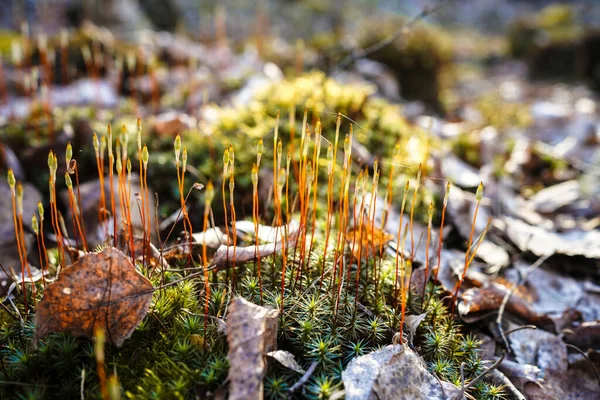 自然界罕见的苔藓特写 神秘的森林景观 是的壁纸漂亮的苔藓背景 — 图库照片