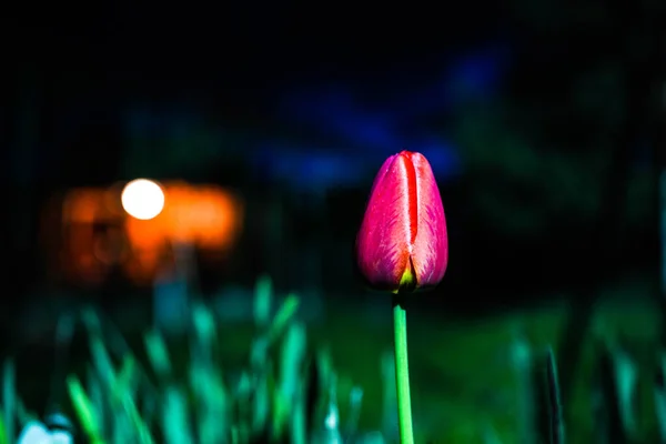 Czerwony Tulipan Tle Nocnego Nieba Krajobraz Nocny — Zdjęcie stockowe