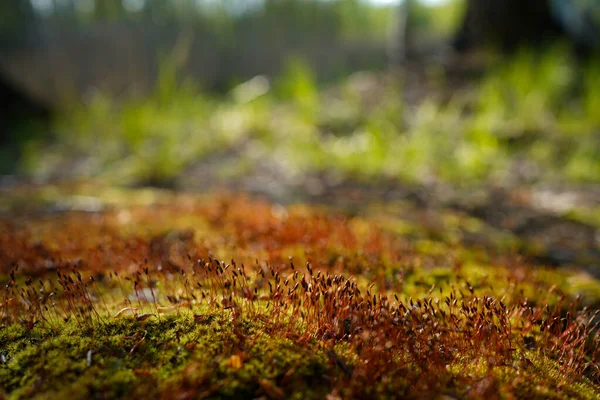 Ungewöhnliches Moos Der Natur Aus Nächster Nähe Geheimnisvolle Waldlandschaft Schöne — Stockfoto