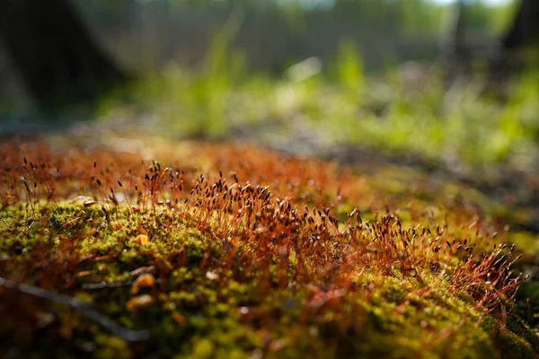 Unusual Moss Nature Close Mysterious Forest Landscape Beautiful Moss Background — Stock Photo, Image