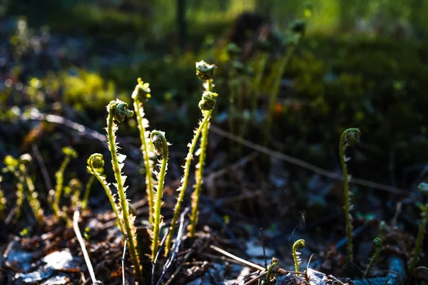 Der Farn Wächst Frühjahrswald Schöne Frühlingslandschaft Großaufnahme Von Spiralförmigen Farnblättern — Stockfoto