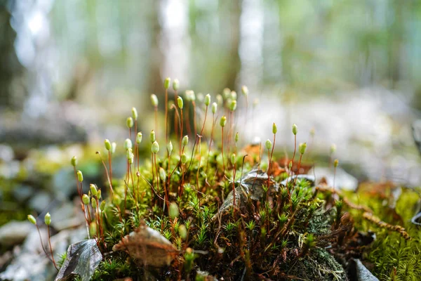 Ungewöhnliches Moos Der Natur Aus Nächster Nähe Geheimnisvolle Waldlandschaft Schöne — Stockfoto