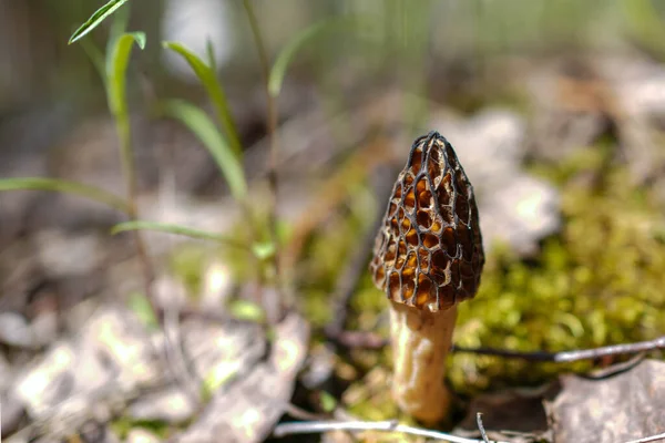 森林里的第一个春天的蘑菇护城河的集合在自然界中被发现 采摘蘑菇的作物 — 图库照片