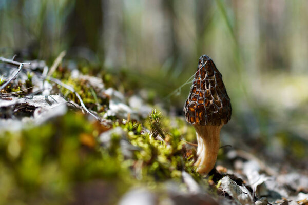 The first spring mushrooms in the forest. The collection of morelsare found in nature. Crop of mushroom pickers.