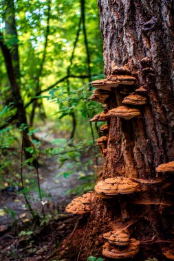 ağaçta birçok mantar
