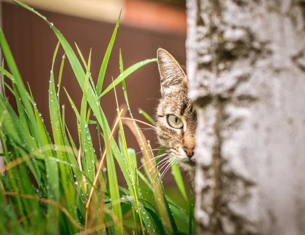 路上で狩りをしながら草の中に隠れていた孤独なホームレスの空腹の猫 — ストック写真