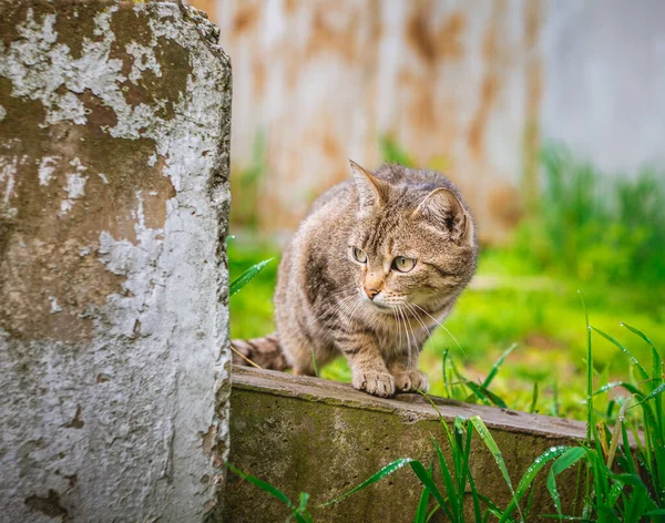 Assustado Solitário Sem Teto Fome Gato Espreita Por Trás Das — Fotografia de Stock