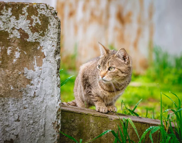 Eenzame Dakloze Hongerige Kat Gluurt Met Belangstelling Van Achter Ruïnes — Stockfoto