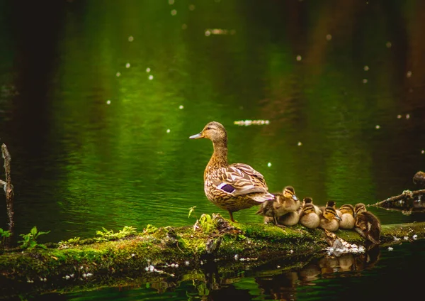 Mãe Mallard Seus Pequenos Patinhos Descansando Log Uma Lagoa Floresta — Fotografia de Stock