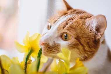 Kırmızı-beyaz kedi sarı nergis buketini kokluyor.