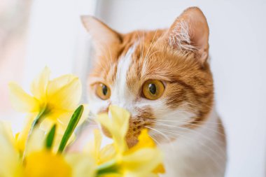 Kırmızı-beyaz kedi sarı nergis buketini kokluyor ve bir şey düşünüyor.