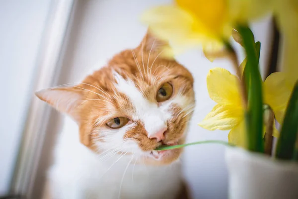 Kırmızı Beyaz Kedi Kokluyor Baharda Bir Pencerenin Üzerinde Sarı Nergis — Stok fotoğraf